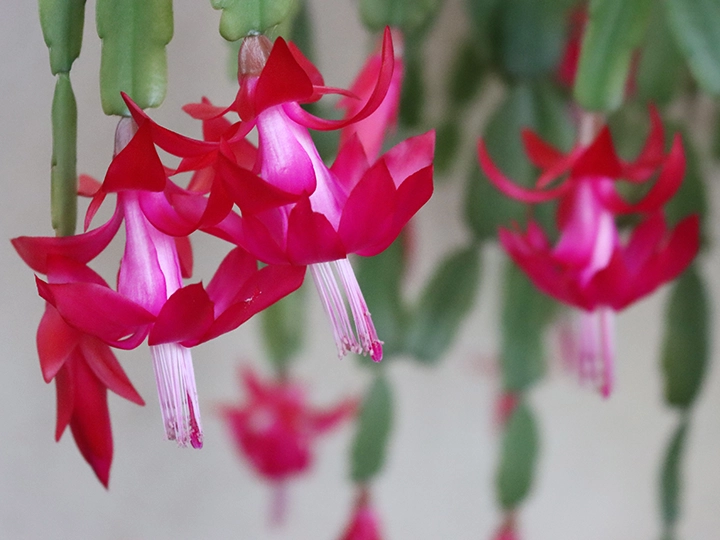 下向きに二重に咲くクリスマスカクタス