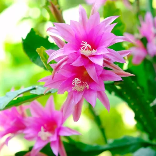 クリスマスカクタス