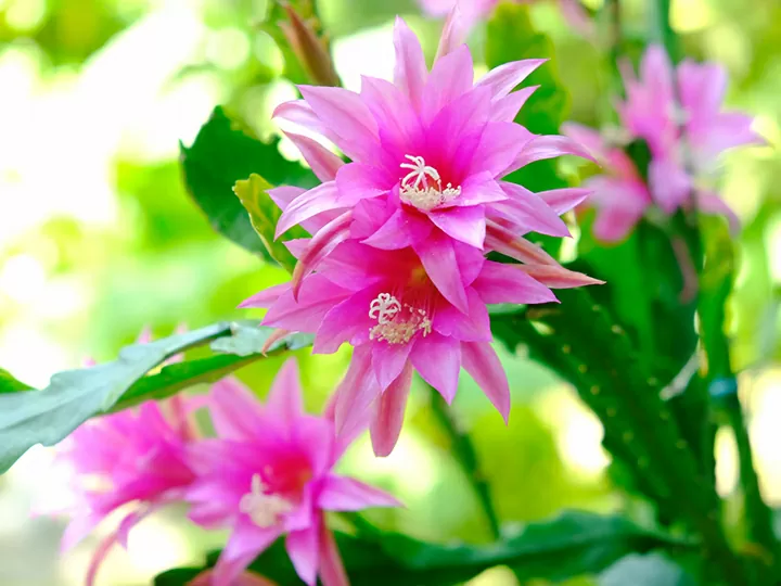 クリスマスカクタス