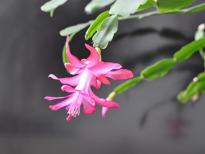 クリスマス・カクタスの花