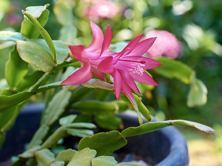 クリスマスカクタス- 葉の縁は丸みがある