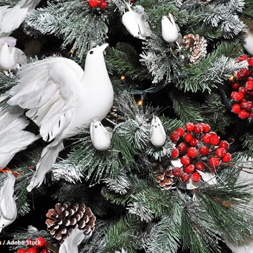 クリスマスとキジバト