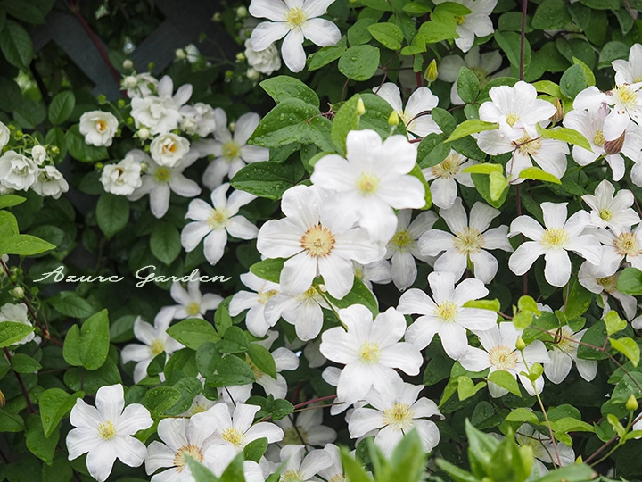 クレマチス - Clematis