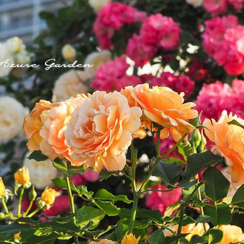 カラフルローズ（Colourful Roses）