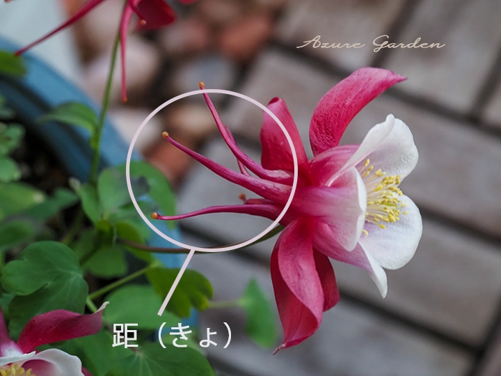 花の後ろに伸びるオダマキの距（きょ）