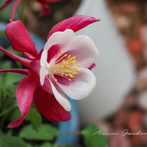 オダマキ（苧環）- Columbine