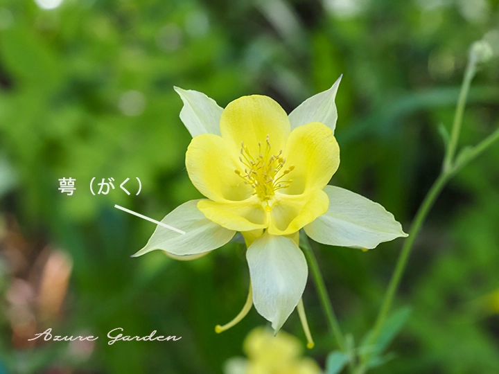 萼が花びらのように見えるオダマキの咲く様子