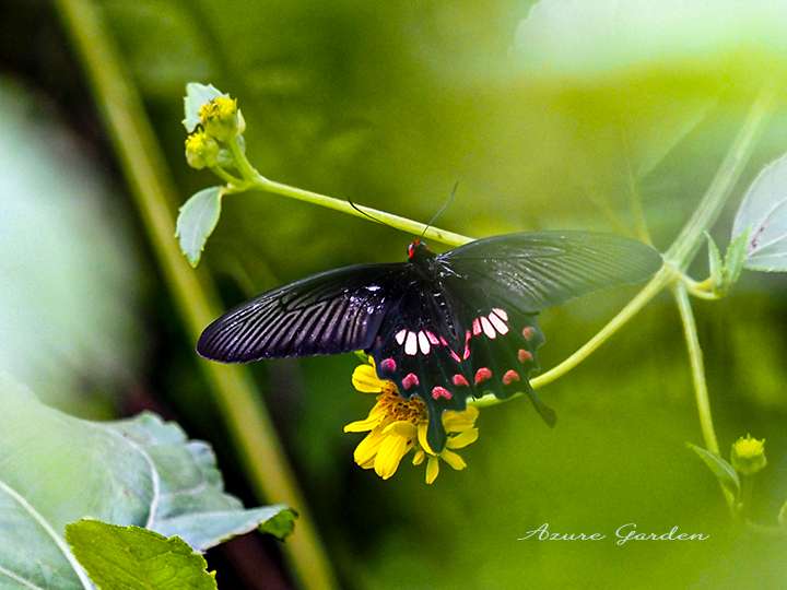 ベニモンアゲハ(Common Rose)