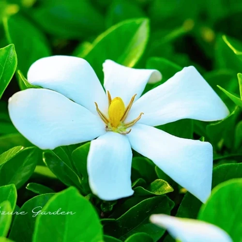 クチナシ（梔子）- Common Gardenia