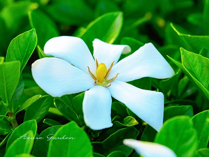 クチナシ(梔子)- Common Gardenia