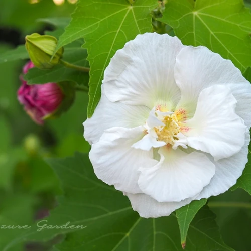 スイフヨウ（酔芙蓉）- Confederate rose