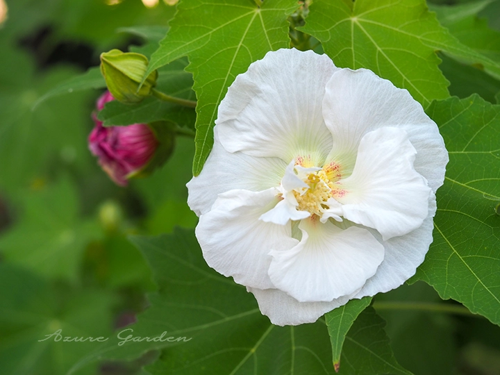 スイフヨウ（酔芙蓉）- Confederate rose