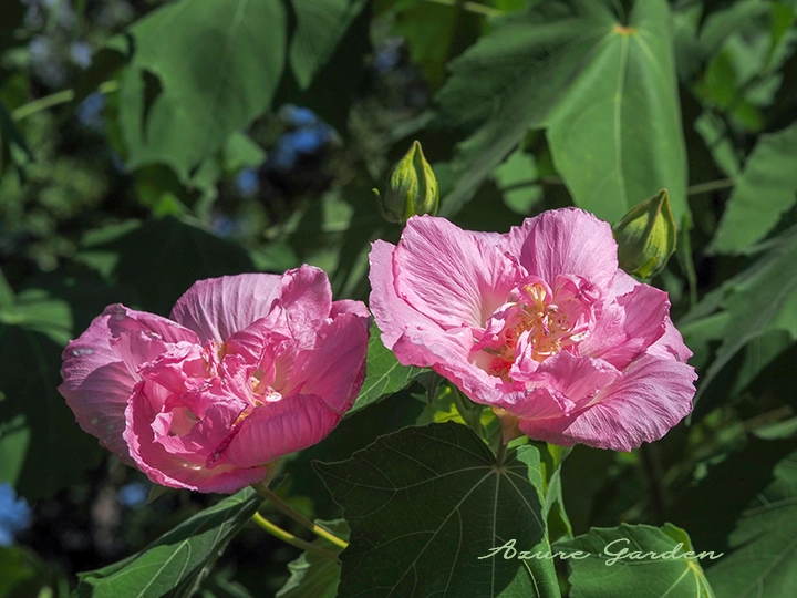 スイフヨウ（酔芙蓉）- Confederate rose