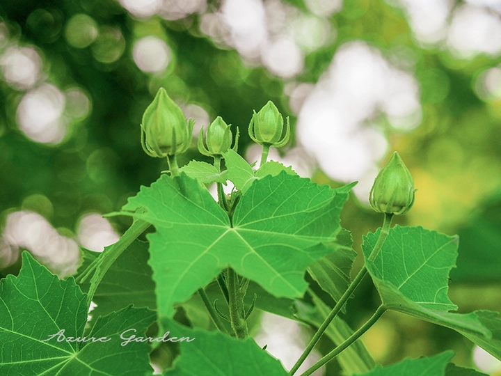 スイフヨウの蕾