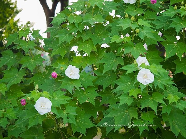 夏から秋にかけて咲くスイフヨウの花