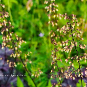 ヒューケラ｜カラーリーフも花も楽しめる植物