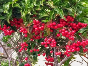 マンリョウの実