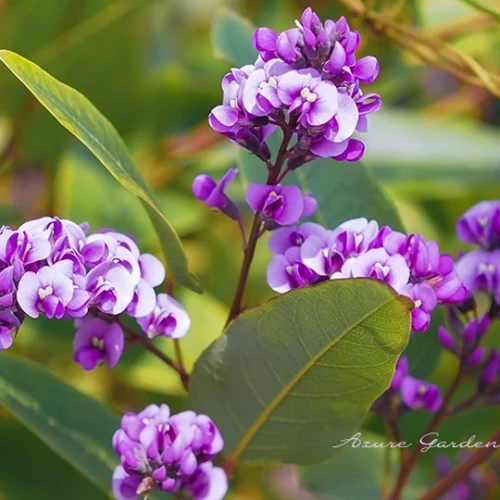 ハーデンベルギア（小町藤）- Coral pea