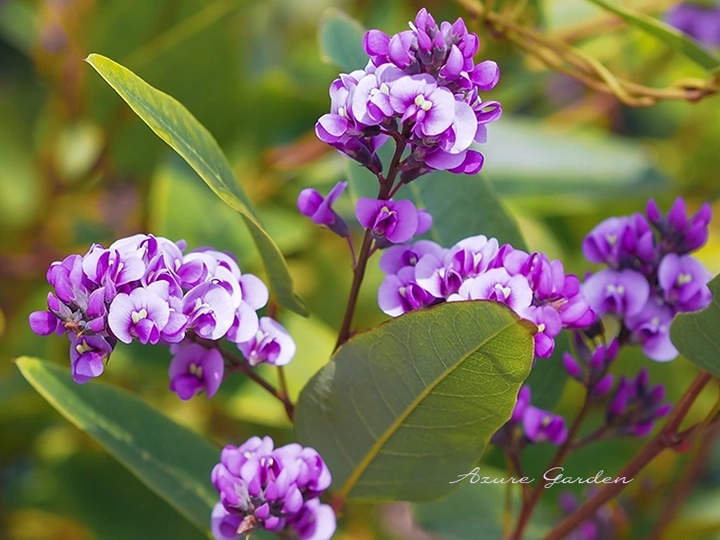 ハーデンベルギア（小町藤）- Coral pea