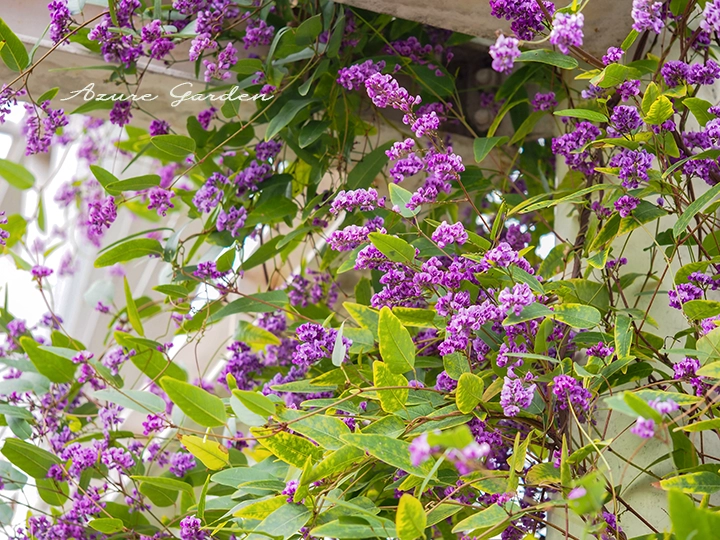 ハーデンベルギア - 房状に咲く紫の花