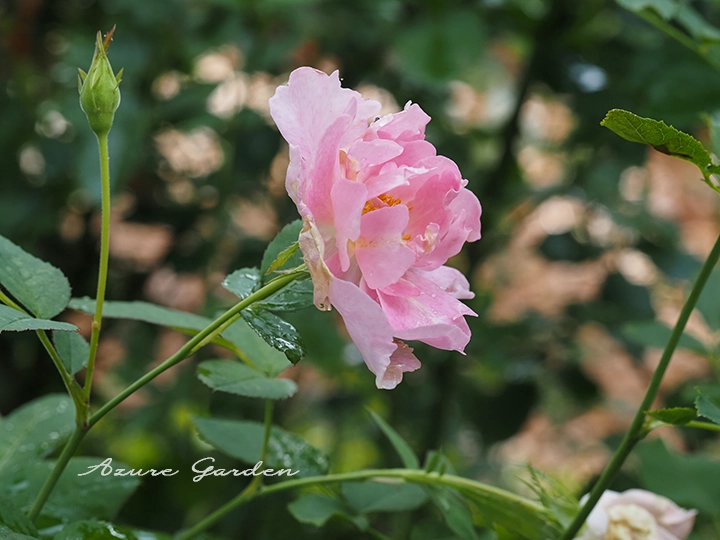 コーデリア(Cordelia)