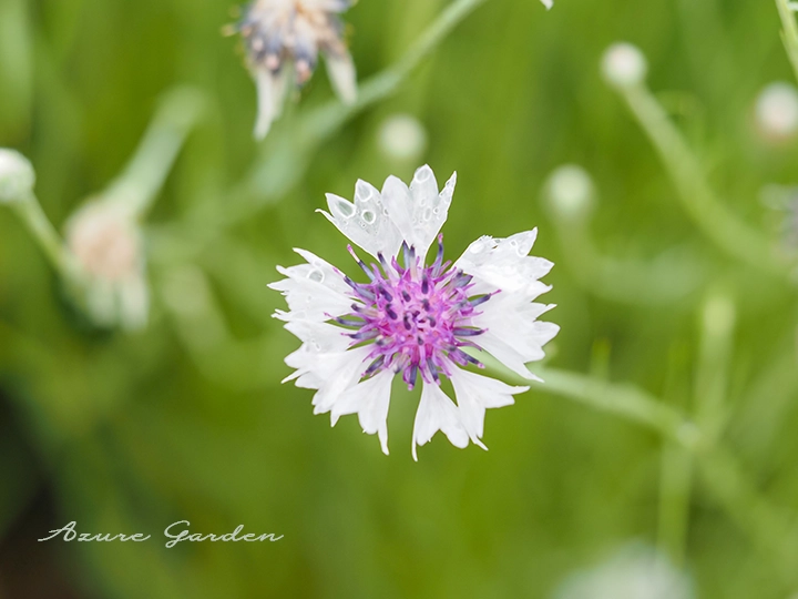 ヤグルマギク（矢車菊） - Cornflower