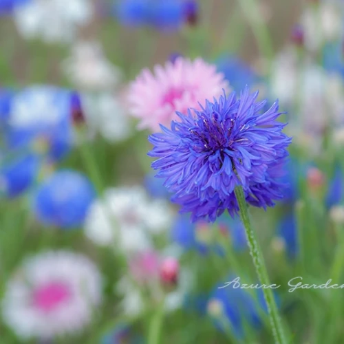 ヤグルマギク（矢車菊）- Cornflower