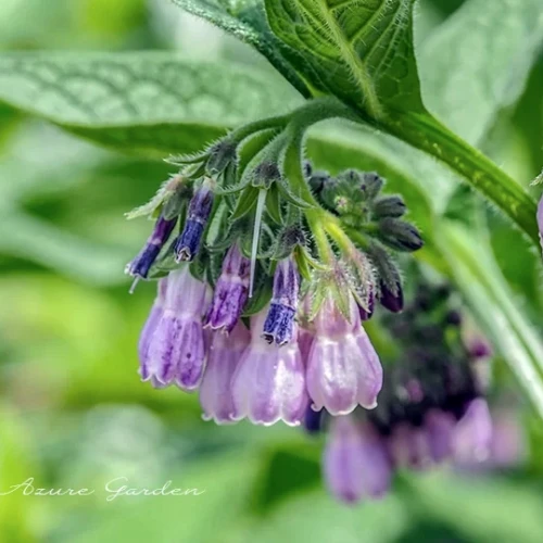 コンフリー - Comfrey