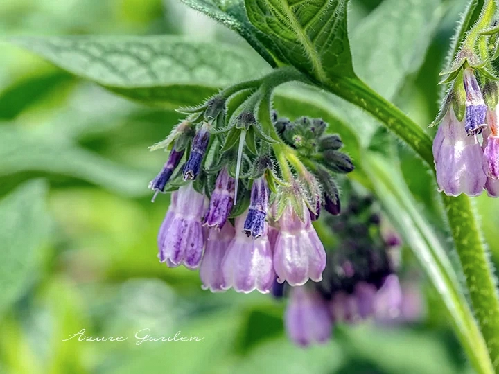 コンフリー - Comfrey
