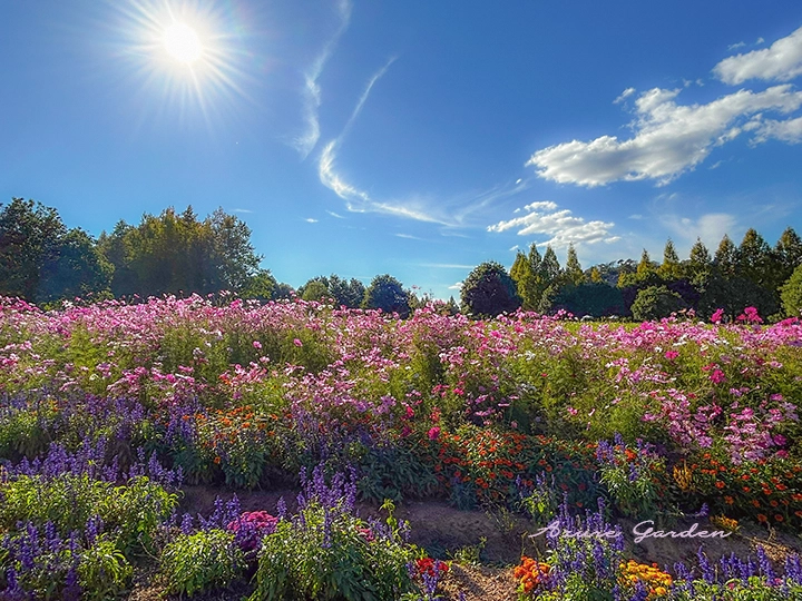 世羅高原農場のコスモス畑