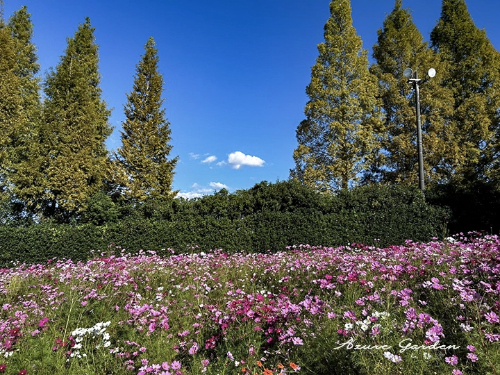世羅高原農場のコスモス畑