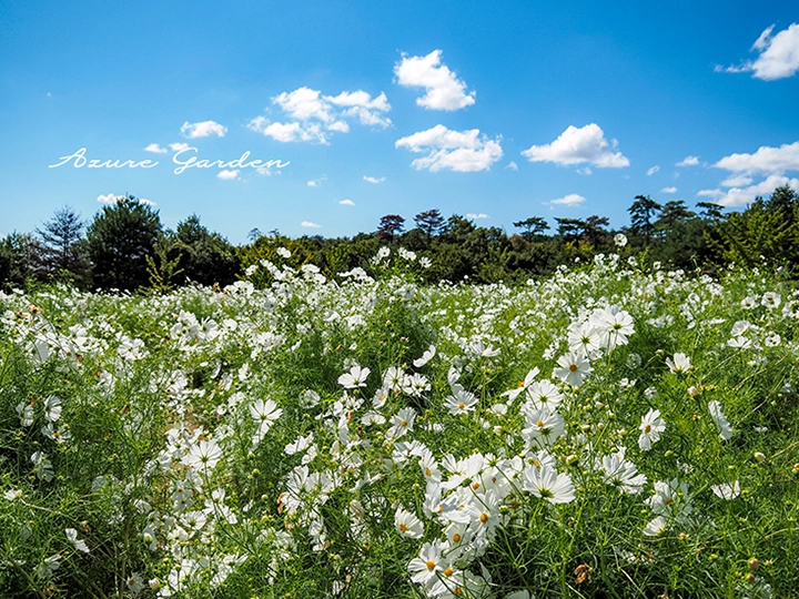 秋のコスモス畑