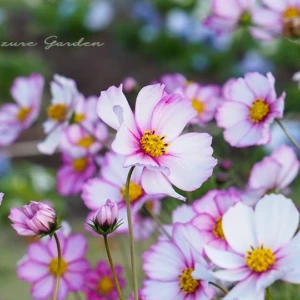 コスモス（秋桜）｜風に揺れる秋を彩る景観花とその魅力