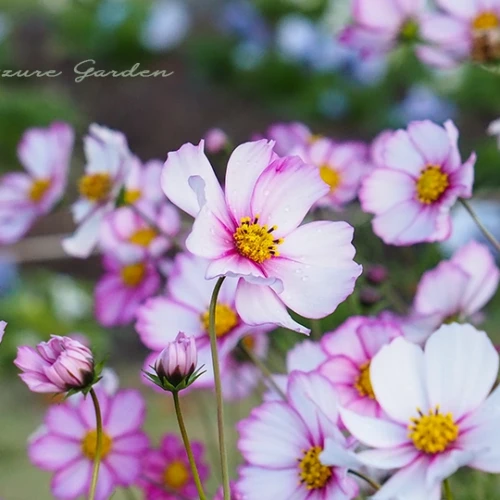 コスモス(秋桜)- Cosmos