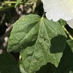 大きく丸み、浅い切れ込み