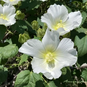 フヨウ（芙蓉）｜やわらかな大輪の花を咲かせる夏の花木