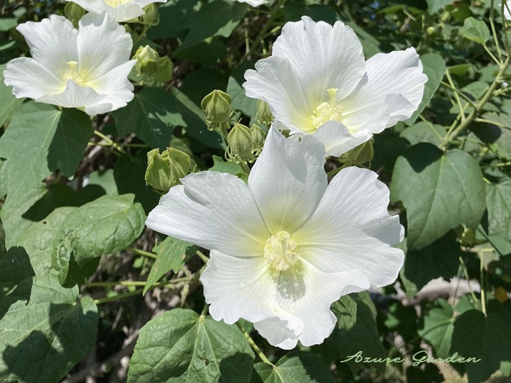 フヨウ（芙蓉）- Cotton Rose