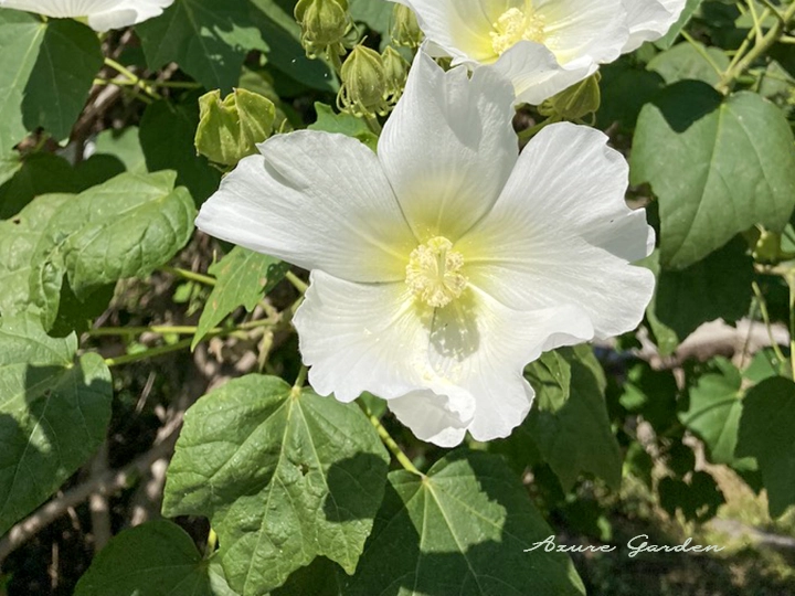 フヨウの花と葉