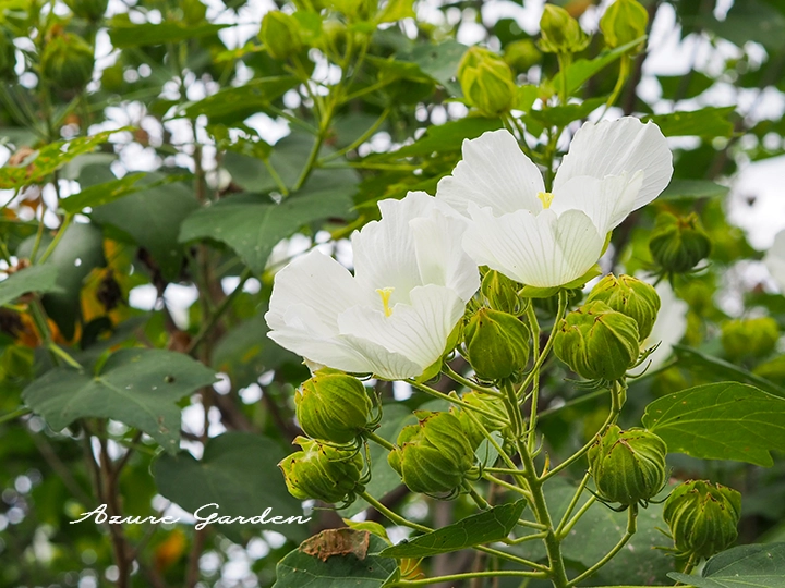 フヨウの花と蕾