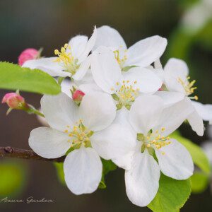 ヒメリンゴ（姫林檎）｜初夏に咲く清楚な花