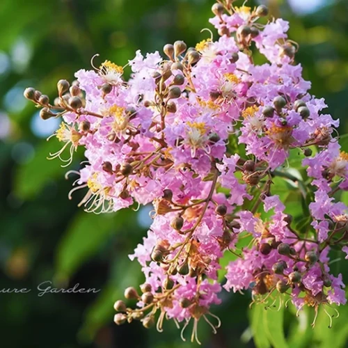 サルスベリ（百日紅）- Crape Myrtle