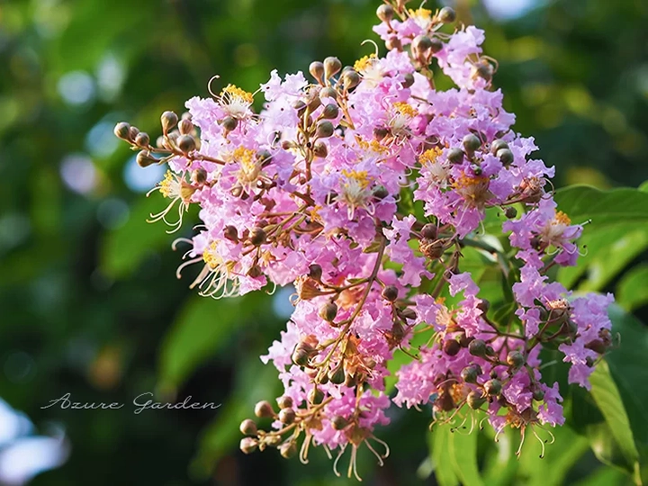 サルスベリ（百日紅）- Crape Myrtle