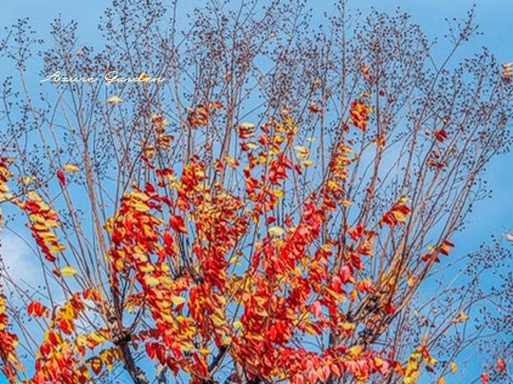秋の空に映えるサルスベリの紅葉
