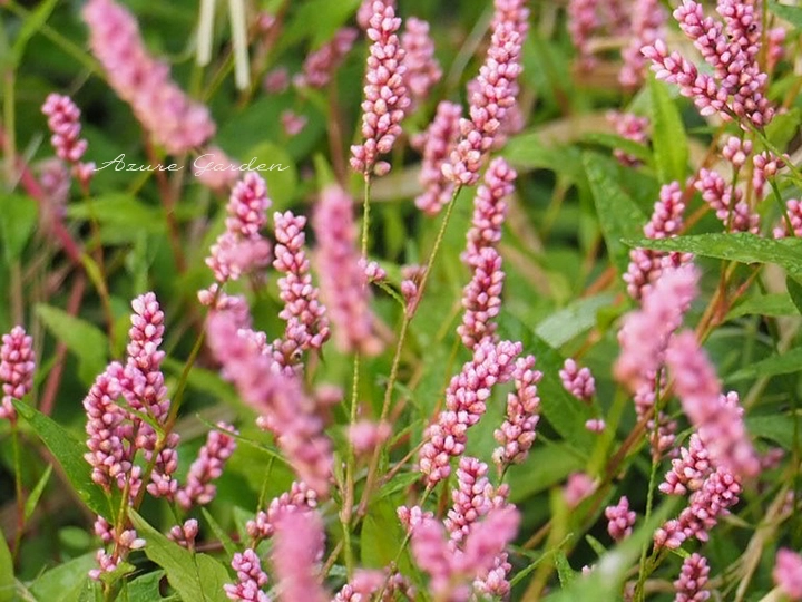 淡い紅色の小さな花を穂状につけるイヌタデ