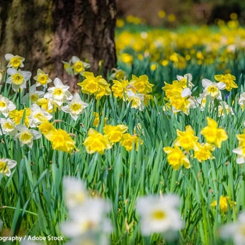 春に咲き誇るスイセン