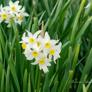 スイセン（水仙）｜春を告げる花の種類と開花時期