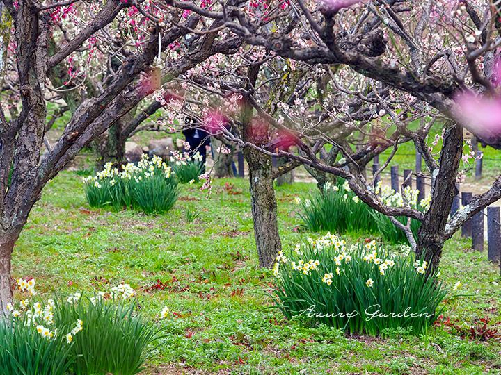 梅の木の下のニホンズイゼン