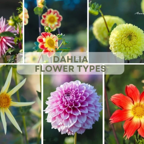 ダリア 花型 種類 咲き方の違い