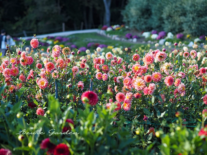 秋のダリア畑