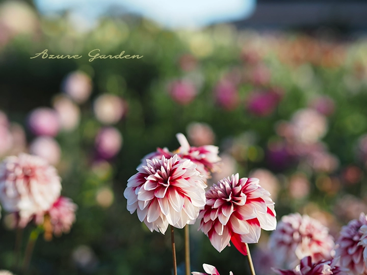 ダリア - ボール咲き